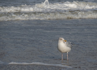 Seagull in the air and in the water and on the beach.