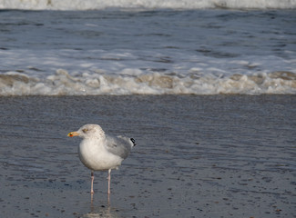 Seagull in the air and in the water and on the beach.