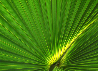 Obraz premium Vibrant green plant background