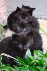 Kociaki © Krzysiek Cegiełka