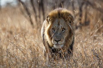 Lion - portrait of a dominant male in Kruger National Park in South Africa