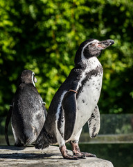 L&auml;cheln und Winken M&auml;nner