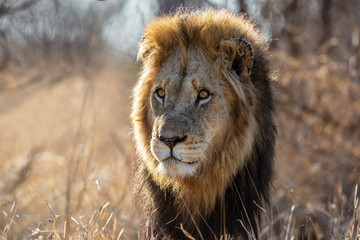 Lion - portrait of a dominant male in Kruger National Park in South Africa