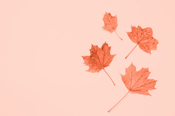 Autumn flat lay background with leaves on pink.