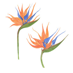 Watercolor painting set with bird of paradise flowers isolated on white. Design elements.