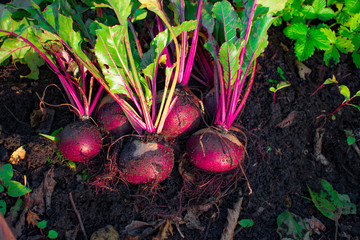 red  beet in the vegetable garden, nature background