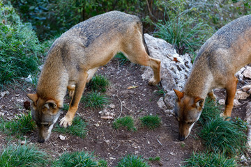 Two adult wolves in a wild life scene