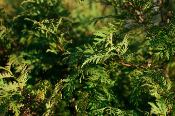 Fir branches