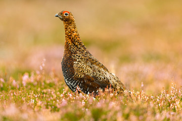 Red Grouse male with vivid red eyebrow, facing left.  Blurred background. Horizontal.  Space for copy.