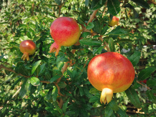 ripening pomegranate grows on a branch