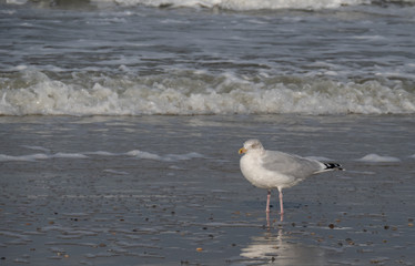 Seagull in the air and in the water and on the beach.