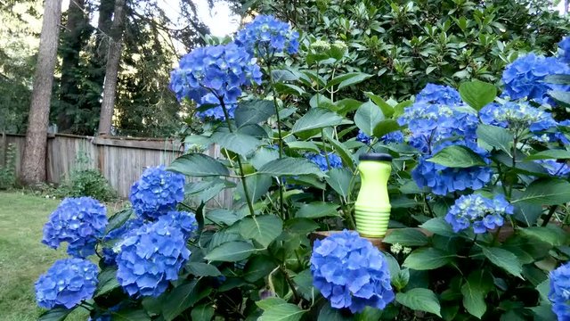 wasp trap sitting with hydrangias blooming in yard