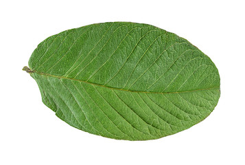Fototapeta na wymiar Guava leaf isolated on white background