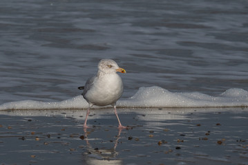 Seagull in the air and in the water and on the beach.