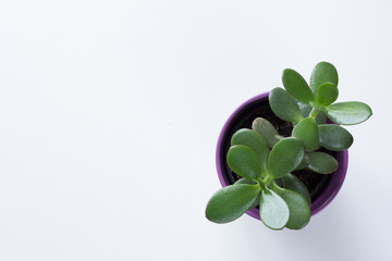 Top view of crassula tree in small pot on white background with copy space