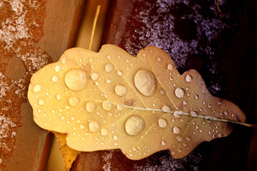 Photo macro autumn oak leaf with water drops