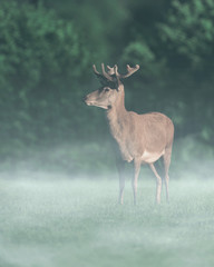 Red deer stag in misty countryside.