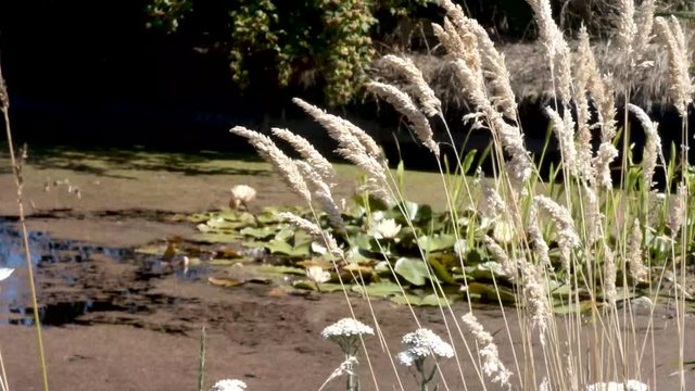 green pond with duckweed under yellow gold grass