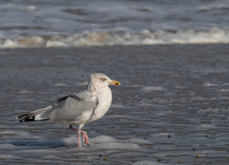 Seagull in the air and in the water and on the beach.