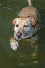 Yellow labrador retreiver swimming.  Dog's intent-looking face is in foreground,  dog's back and otter tail are in background.  Closeup. © maria t hoffman