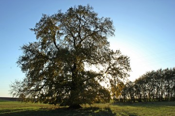 Obraz premium 120 Jahre alte Flatterulme (Ulmus laevis) im Herbst mit Sonnenstern