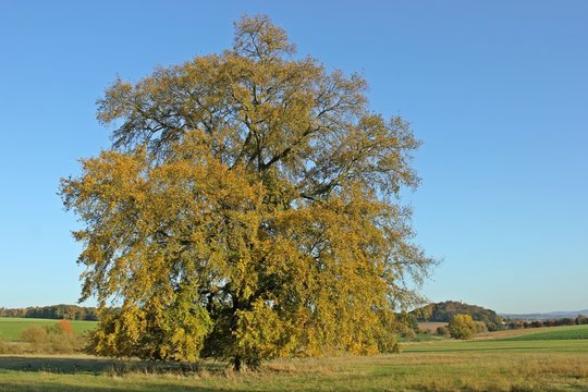 120 Jahre alte Flatterulme (Ulmus laevis) im Herbst