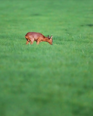 Roebuck in meadow during springtime.