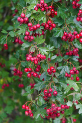 Obraz premium Green branches of hawthorn strewn with red berries.