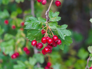 Green branches of hawthorn strewn with red berries.