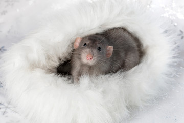 Fototapeta na wymiar Charming pet. Decorative rat Dumbo in a white fur house. 2020 year of the rat.