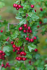 Green branches of hawthorn strewn with red berries.