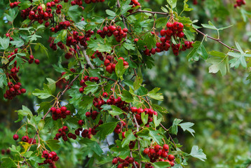 Green branches of hawthorn strewn with red berries.