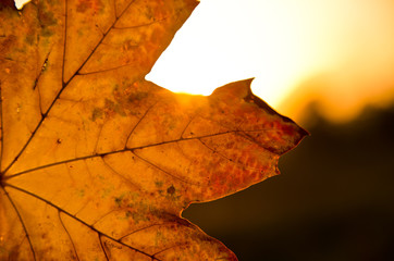 A strong coloured maple leaf in the evening sunset of autumn