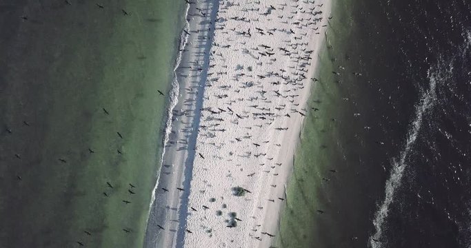 Flying a drone with birds on a bird island