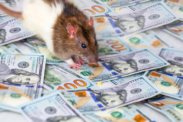 Black and white rats, the symbol of 2020 on the Chinese calendar,  stands on banknotes of American dollars .