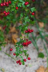 Green branches of hawthorn strewn with red berries.