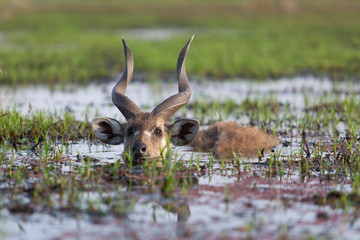 Male sitatunga antelope hiding in water