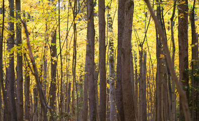 Photo background beautiful landscape autumn park