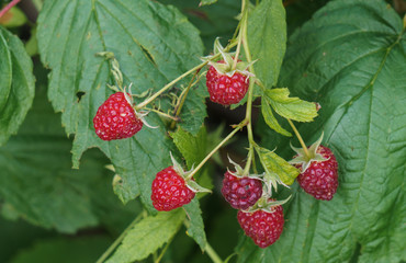 Red raspberries on the branches in the garden.