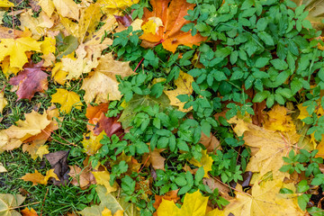 Green plants are covered with fallen autumn maple leaves