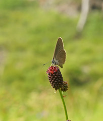 Beautiful butterfly sits on a red flower