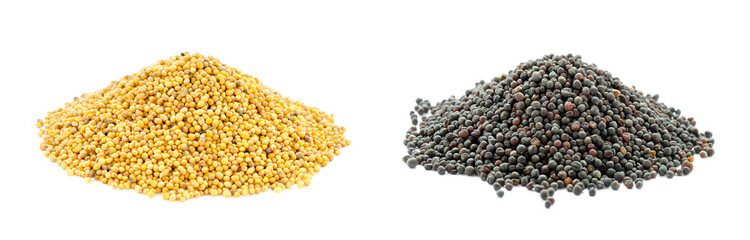 Yellow and black piles of mustard and rapeseed grains isolated on a white background. Close-up, front view. Mustard and rapeseed grains isolated on white background.