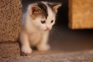 White little kitten with brown spots. Cute kitty closeup portrait outdoor. Little hunter.