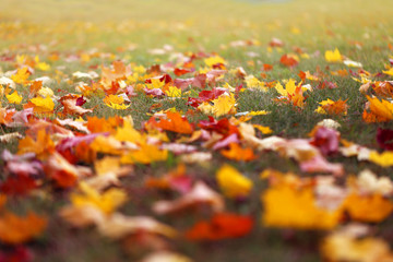 Photo background autumn beautiful multicolored maple leaves