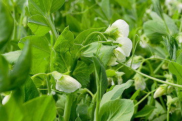 Blooming vegetable pea in the field. Flowering legumes. Sugar pea flower. White flowers of peas. Young shoots and flowers in a field of green peas. Cultivation of green peas. Pisum sativum.