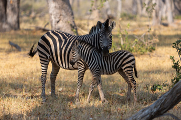 Fototapeta na wymiar Zebra and Foal, Moremi game reserve, Botswana