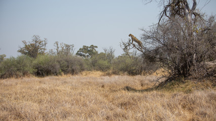Alert leopard hunting in a tree, Moremi game reserve, Botswana