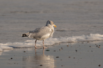 Seagull in the air and in the water and on the beach.