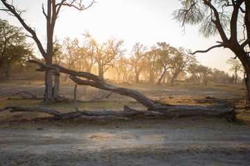 Sunset through dead trees and dust in Moremi game reserve, botswana