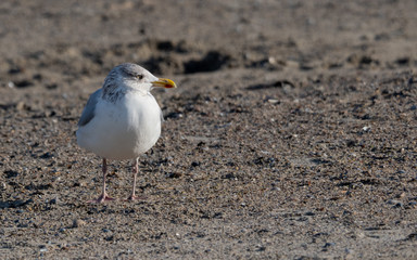 Seagull in the air and in the water and on the beach.